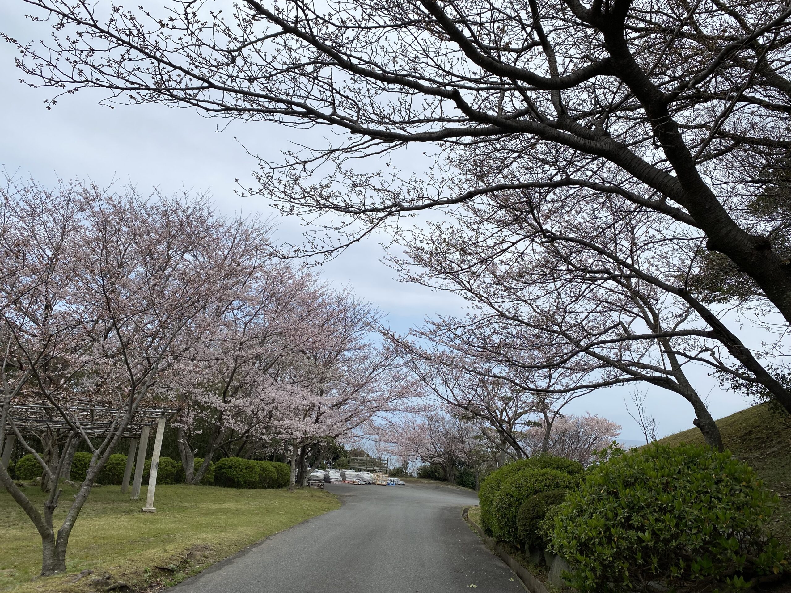 桜が満開でした🌸-スタッフ日記